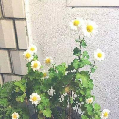 魔域口袋版龙猫官方下载